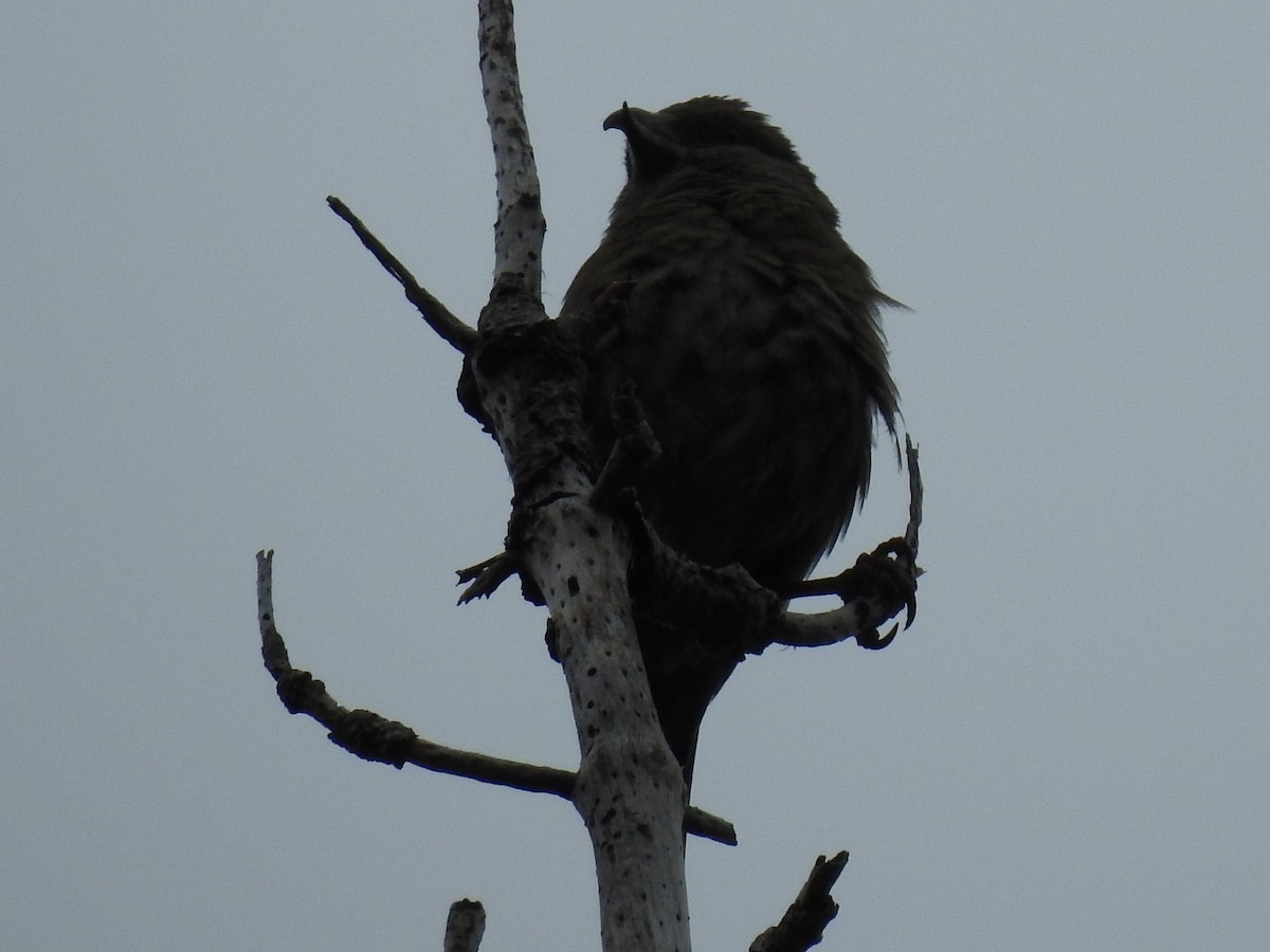 Red Crossbill (Corsican) - ML107821391