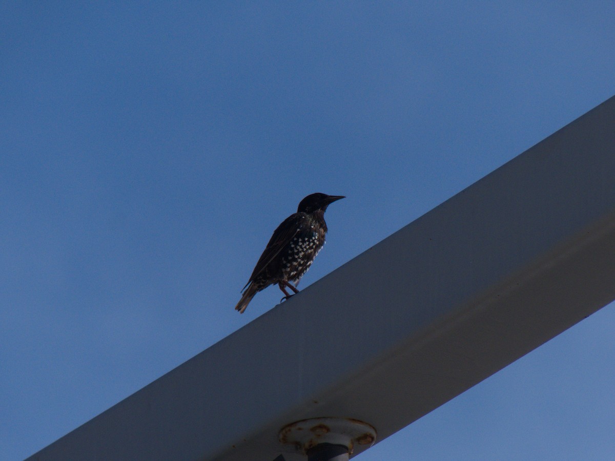 European Starling - ML107821481