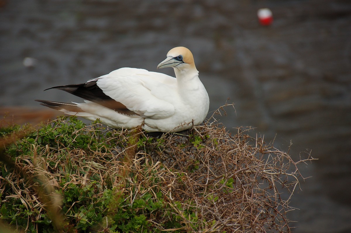 Australasian Gannet - ML107821621