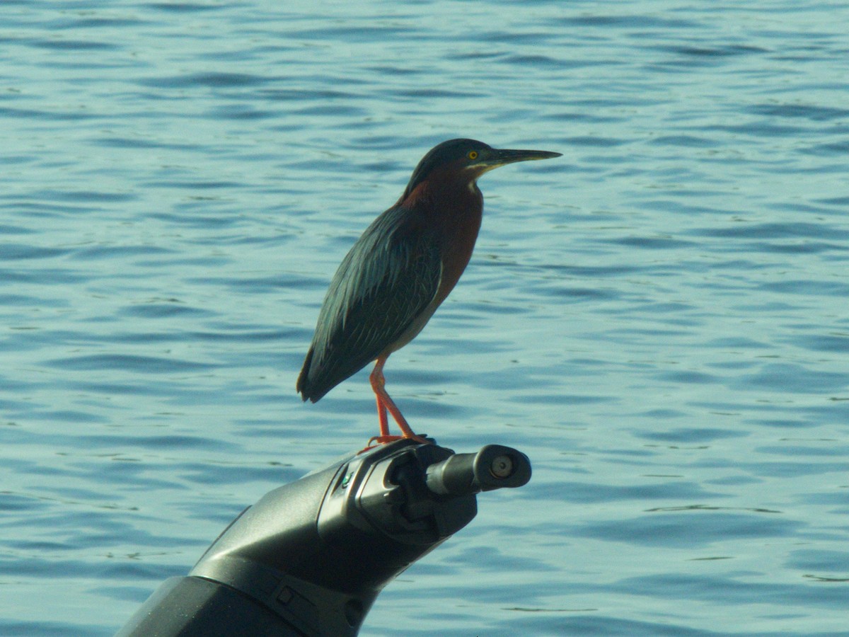 Green Heron - ML107821641