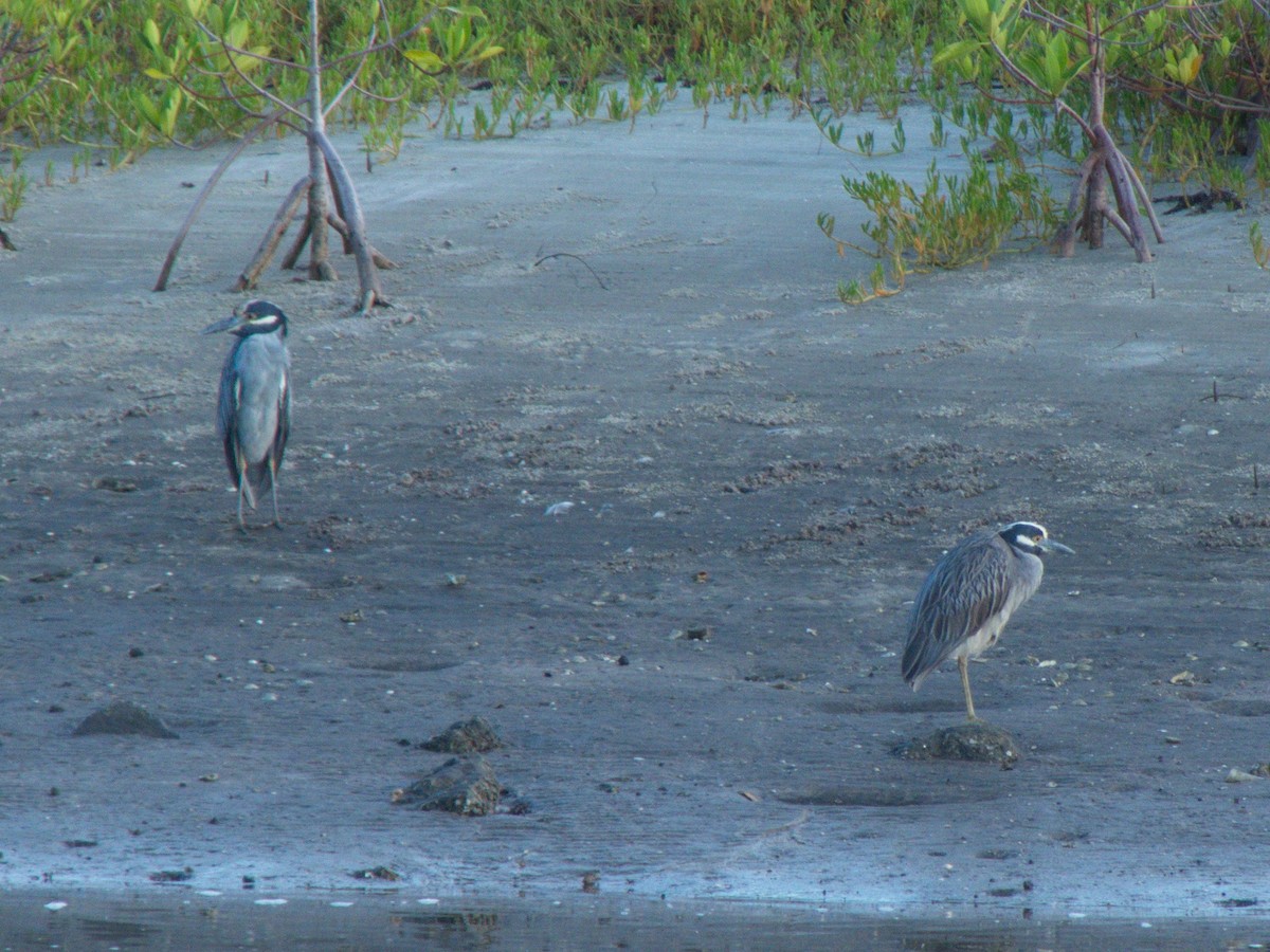 Yellow-crowned Night Heron - ML107821721