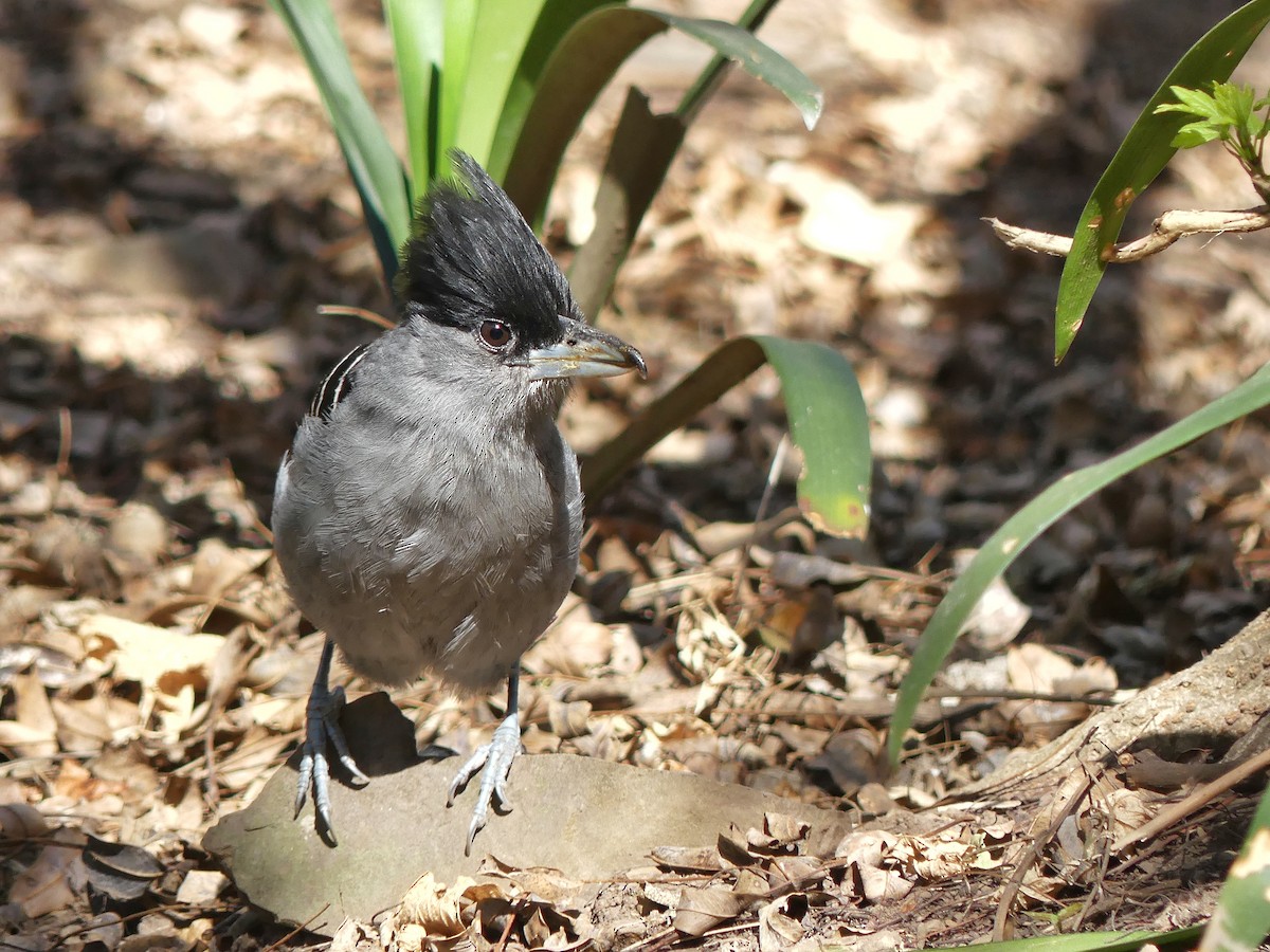 Giant Antshrike - ML107823031