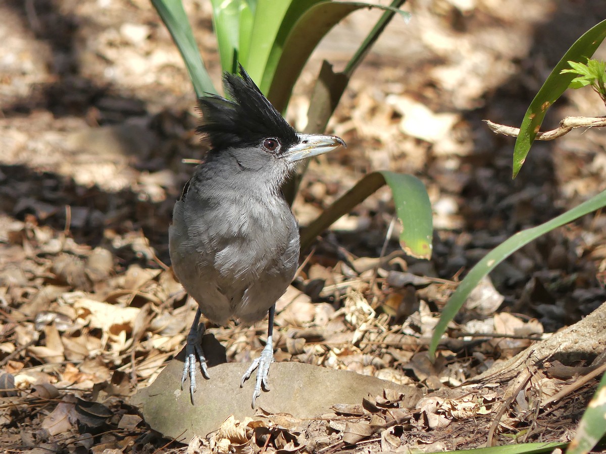 Batará Gigante - ML107823051