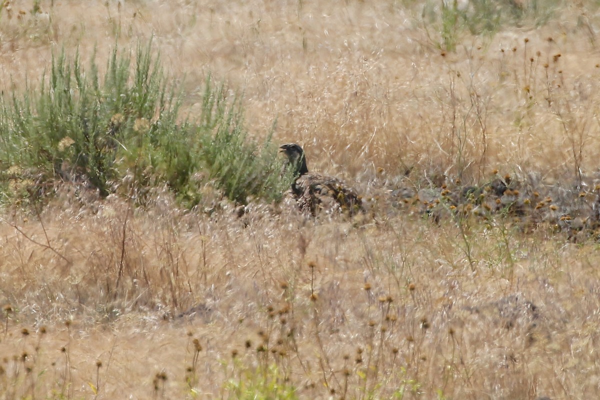 Greater Sage-Grouse - Mark Stephenson