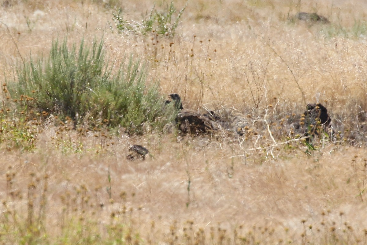 Greater Sage-Grouse - Mark Stephenson