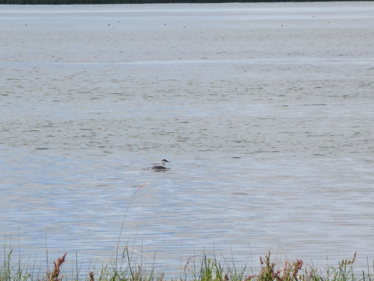 Western Grebe - ML107825551