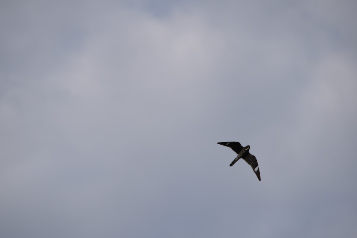 Common Nighthawk - ML107826141