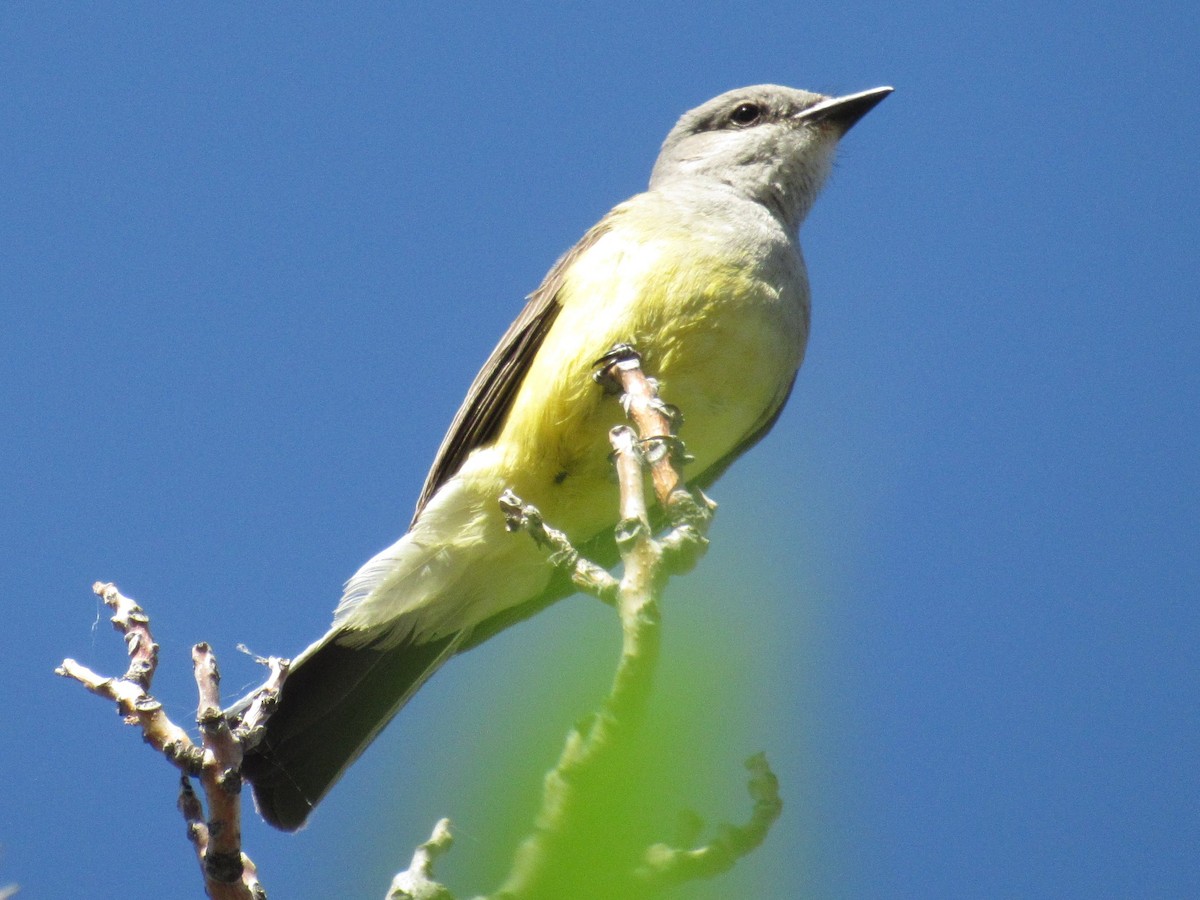 Western Kingbird - ML107826531