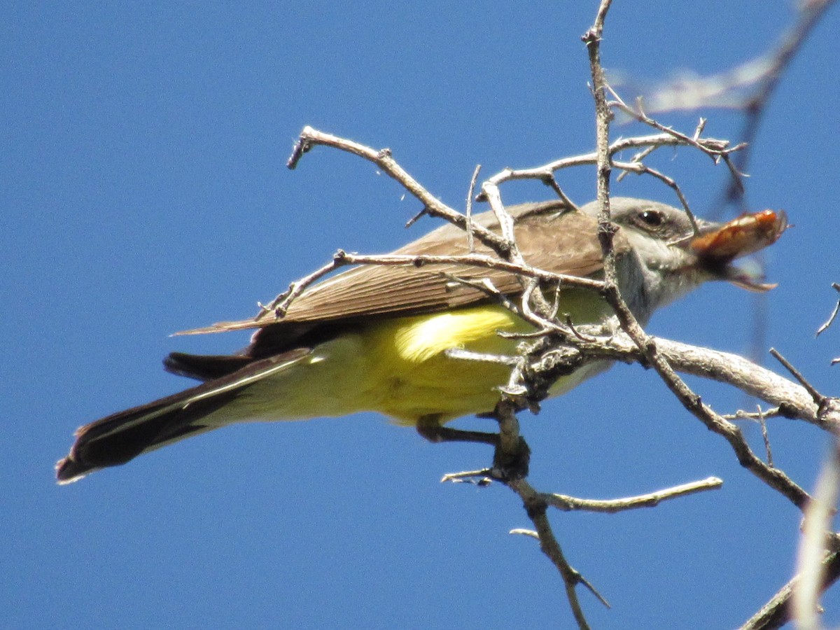 Western Kingbird - ML107826651