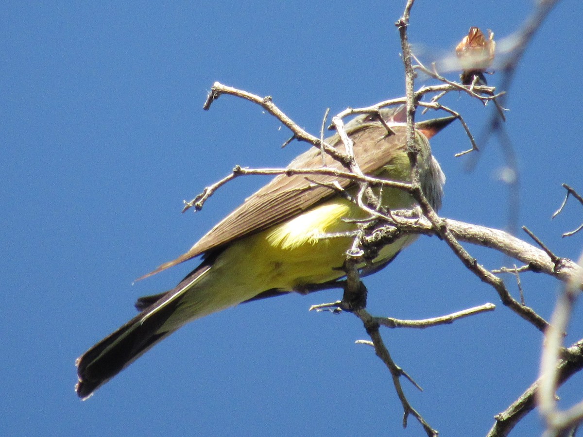 Western Kingbird - ML107826661