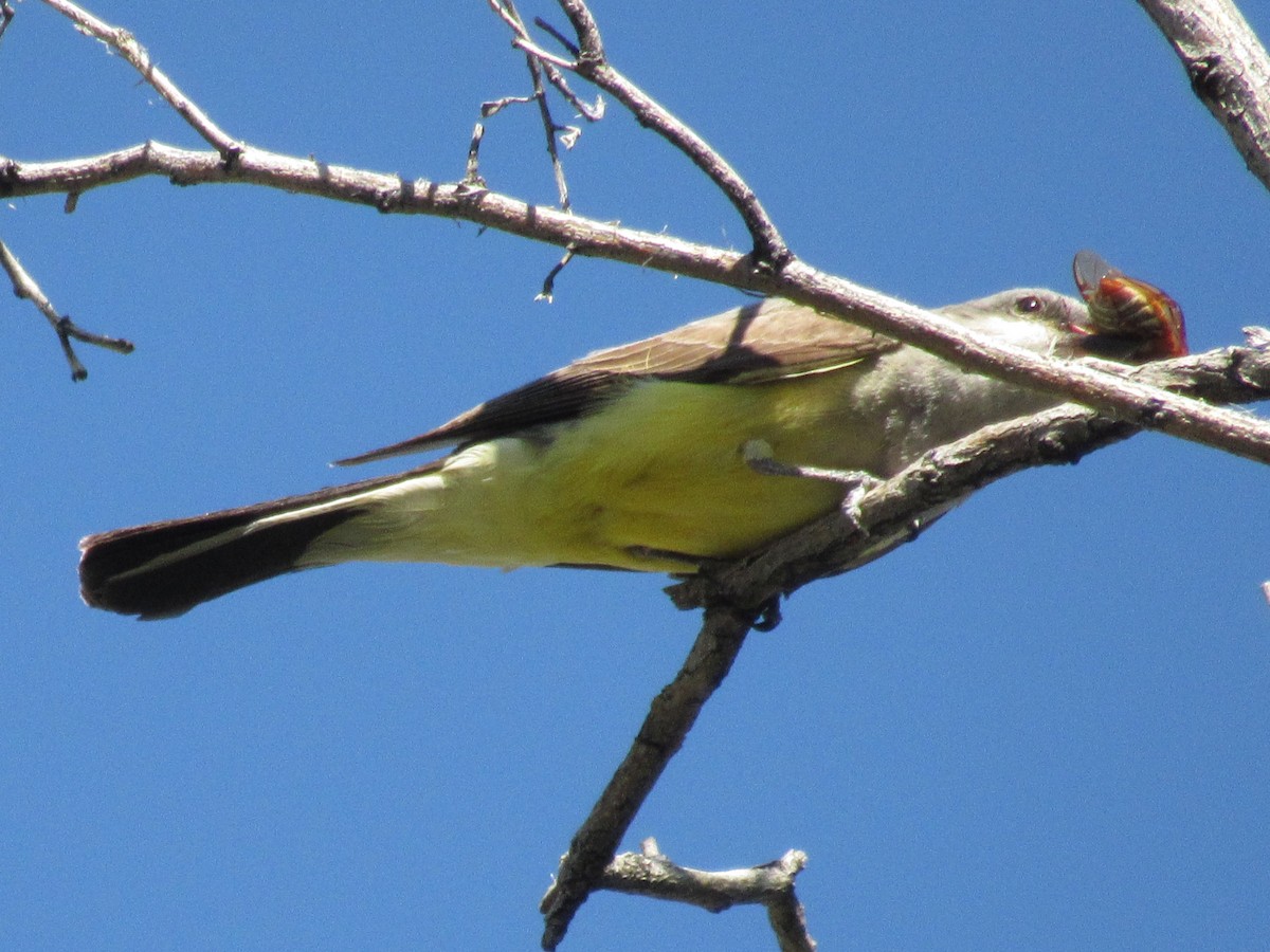 Western Kingbird - ML107826671