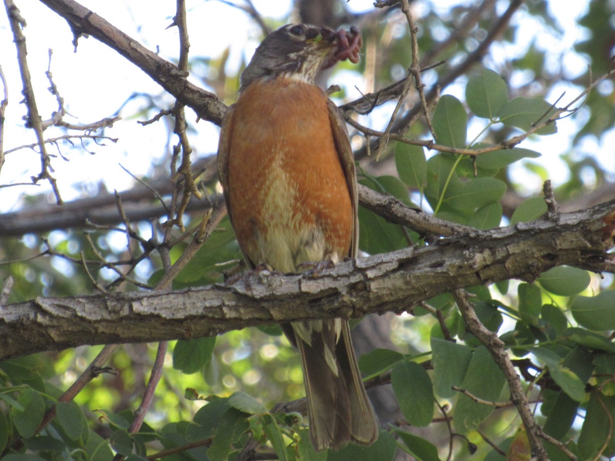 American Robin - ML107826691
