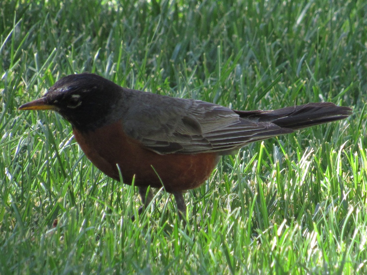 American Robin - ML107826721