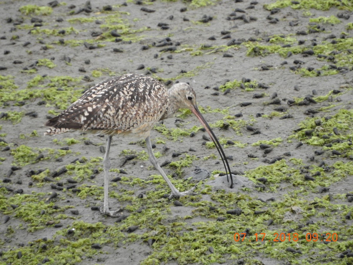 Long-billed Curlew - rick shearer