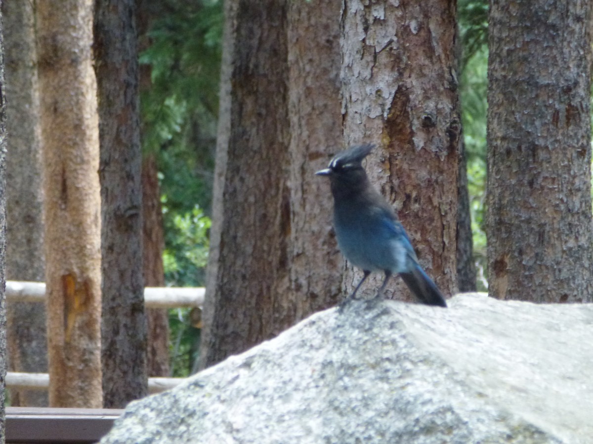 Steller's Jay (Southwest Interior) - Alaena H.