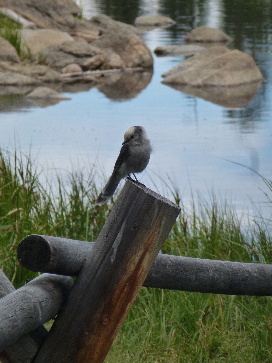 Canada Jay (Rocky Mts.) - ML107828871