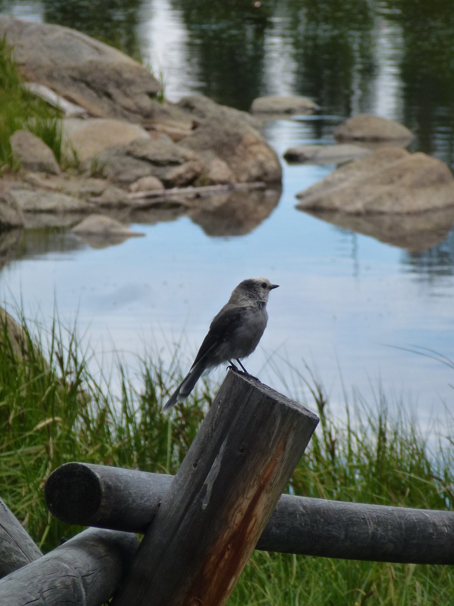 Arrendajo Canadiense (capitalis/bicolor) - ML107828941