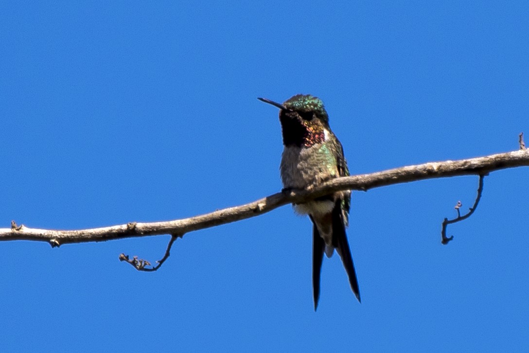 Colibri améthyste - ML107830561