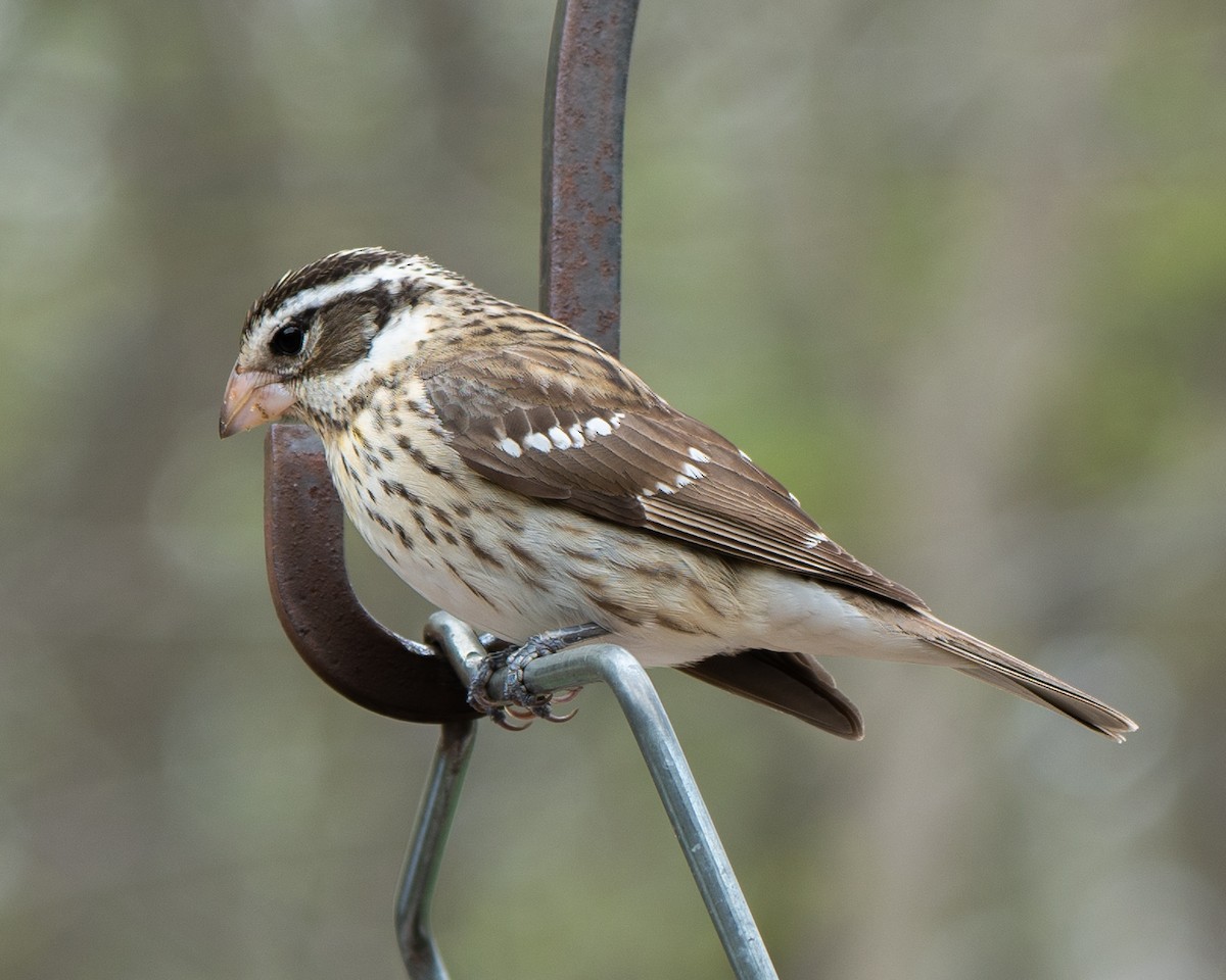 ムネアカイカル - ML107832391