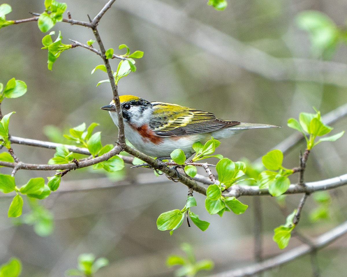 ワキチャアメリカムシクイ - ML107833291