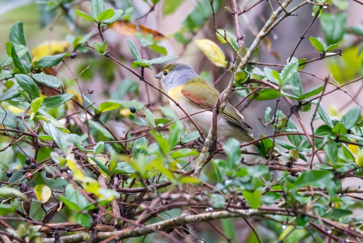 Green-backed Becard - ML107833661