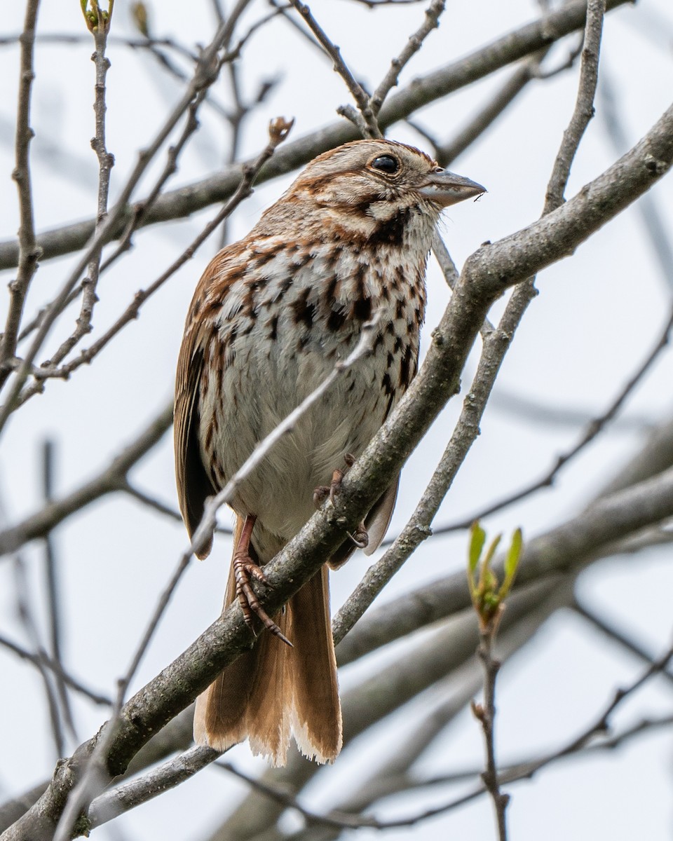 ウタスズメ - ML107834091
