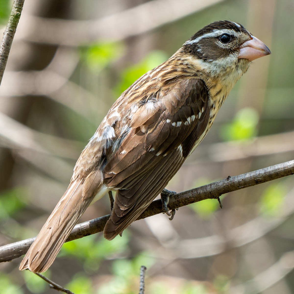 ムネアカイカル - ML107835081