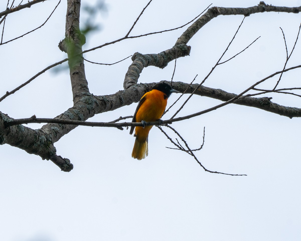 ボルチモアムクドリモドキ - ML107835551