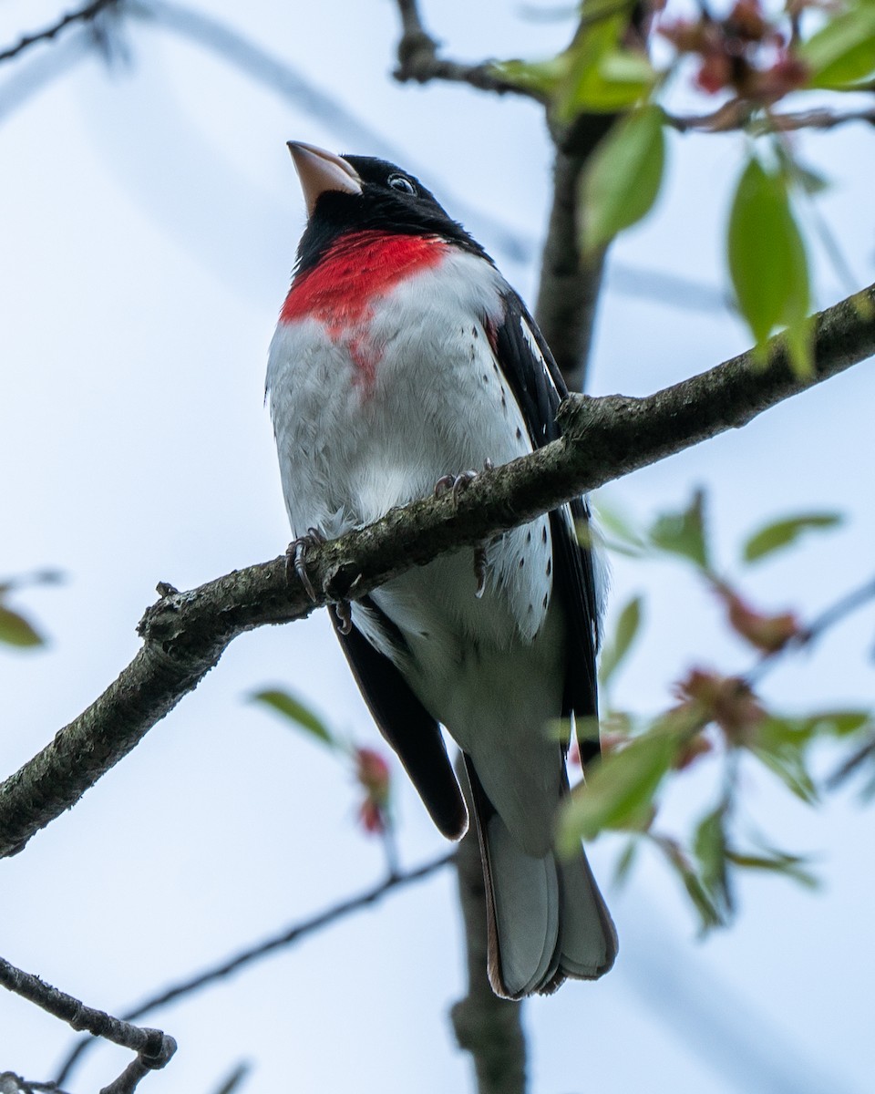 ムネアカイカル - ML107835611