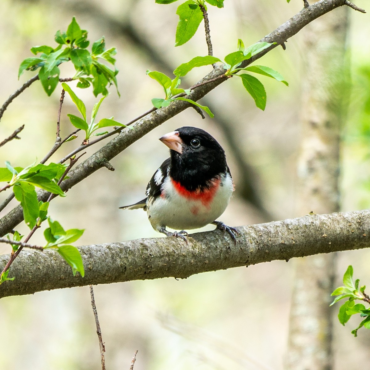 ムネアカイカル - ML107835801