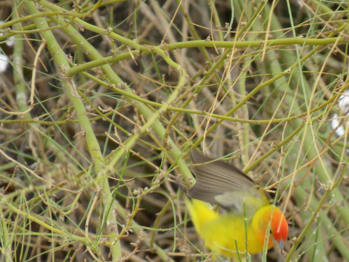 Piranga à tête rouge - ML107835891