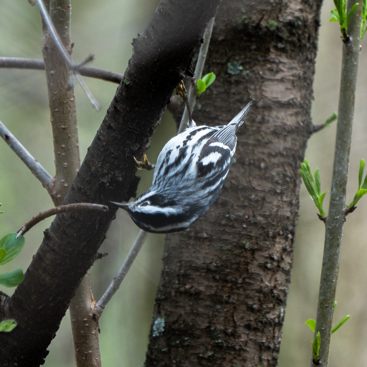 シロクロアメリカムシクイ - ML107835961