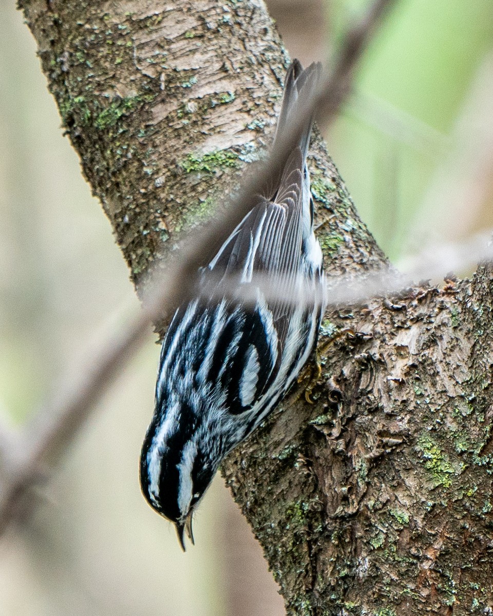 シロクロアメリカムシクイ - ML107835971