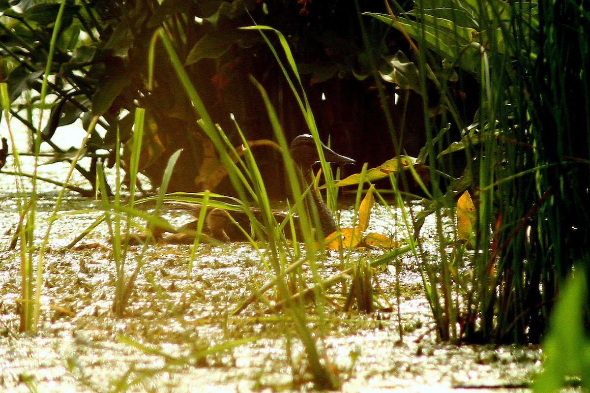 American Black Duck - Bill Asteriades