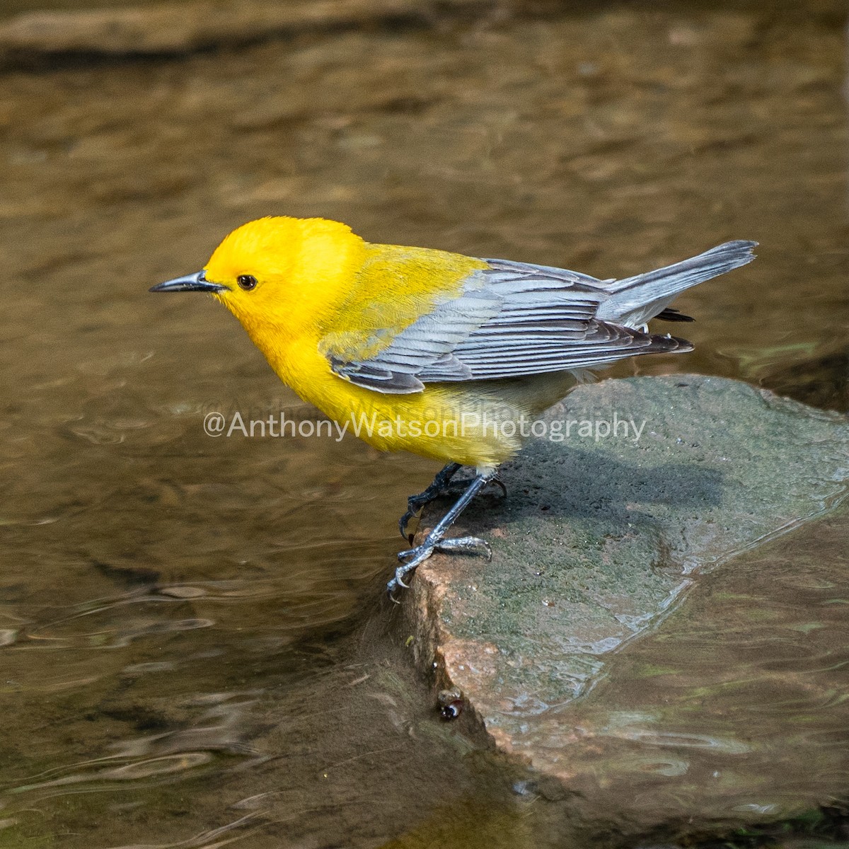 オウゴンアメリカムシクイ - ML107838281