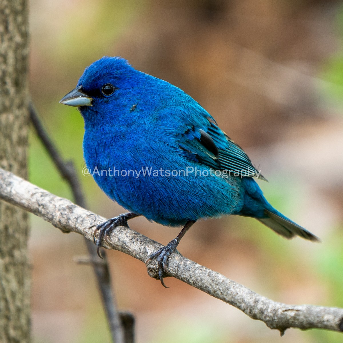 ルリノジコ - ML107838321