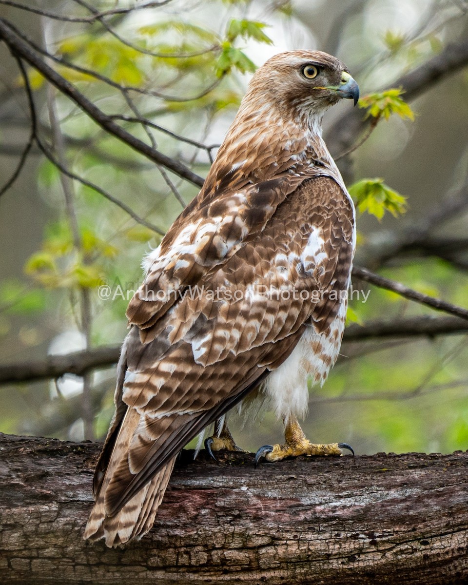 アカオノスリ - ML107838401