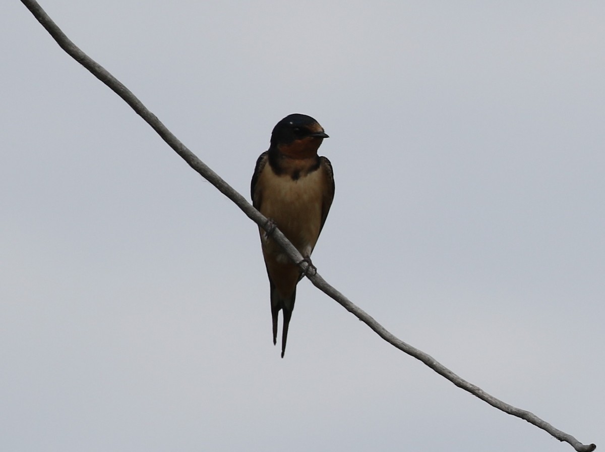 Barn Swallow - ML107838721