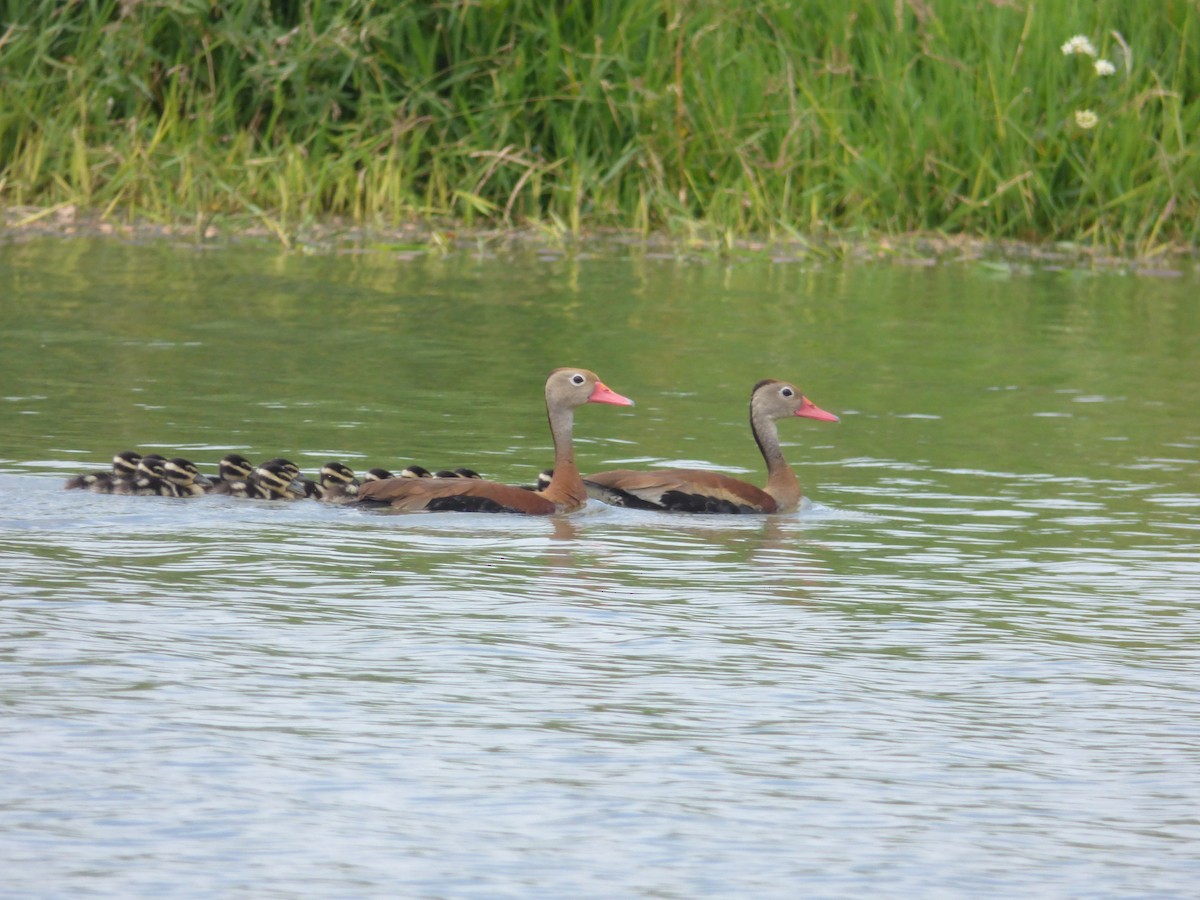 Dendrocygne à ventre noir - ML107840421