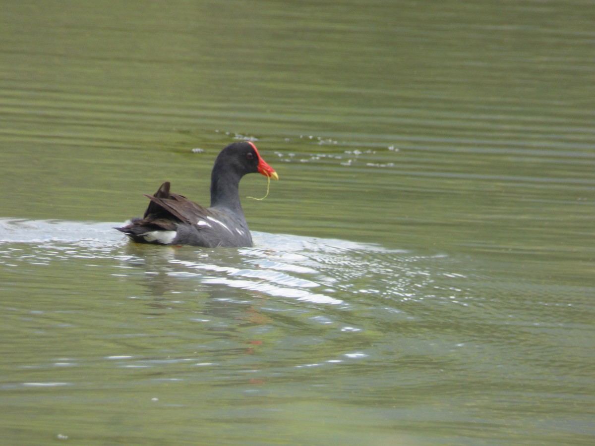 Common Gallinule - MARIO ALEXEI SIERRA ARIZA