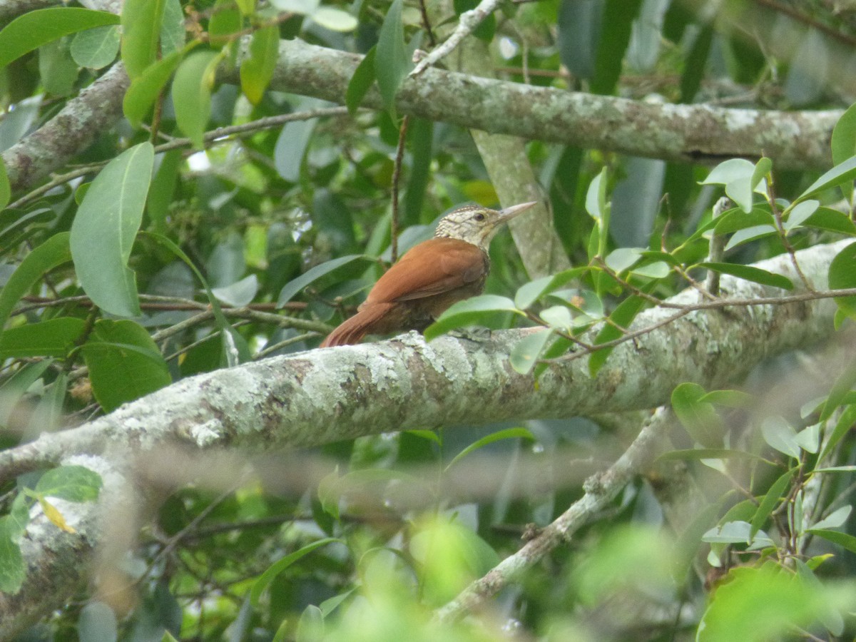 Straight-billed Woodcreeper - ML107841541