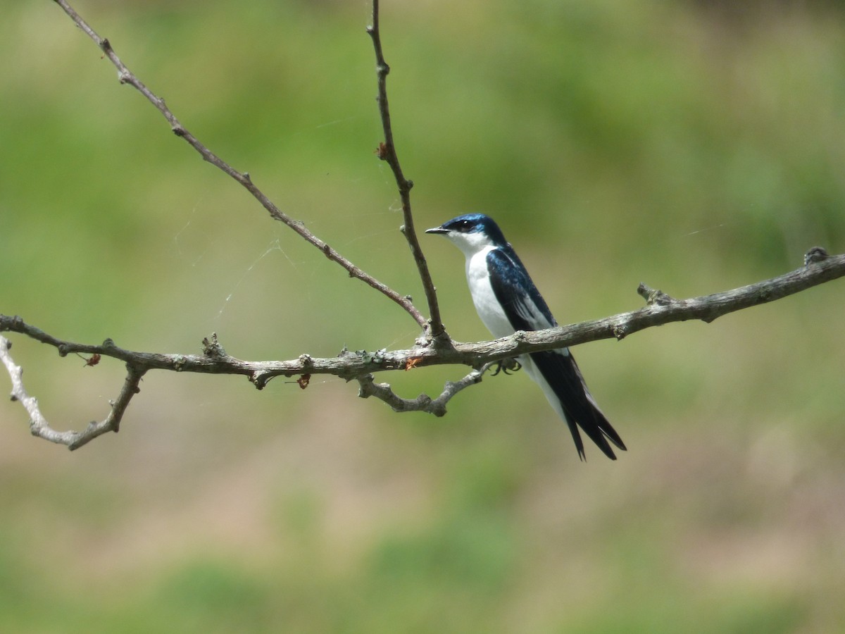 Hirondelle à ailes blanches - ML107841751