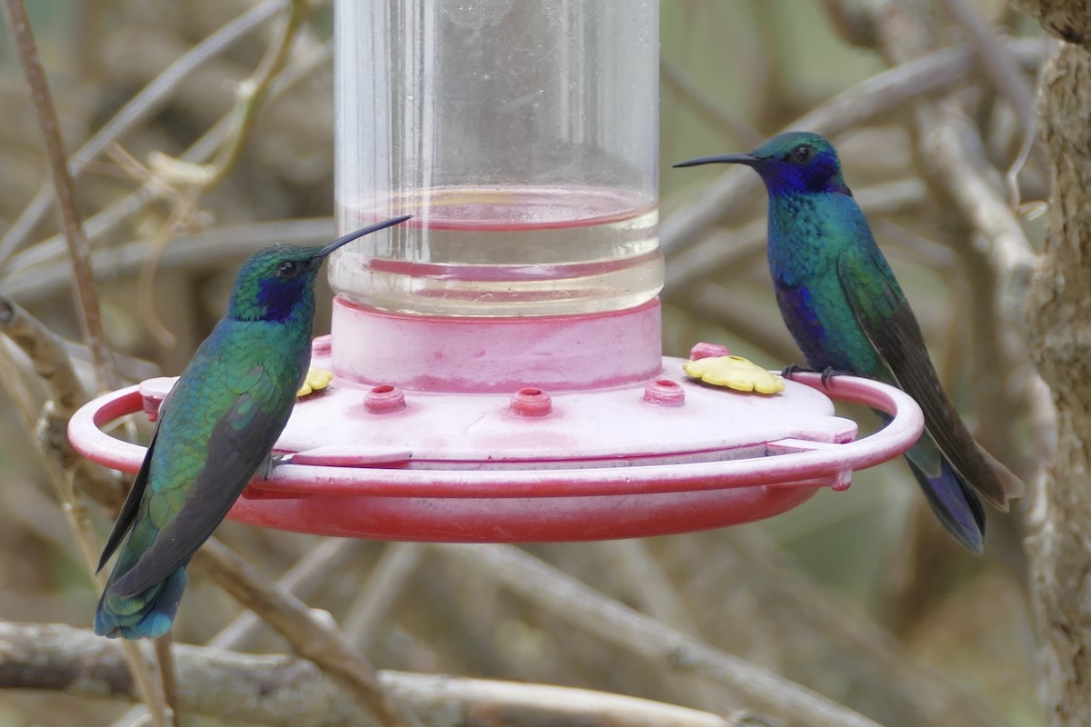 kolibřík modrouchý - ML107842881