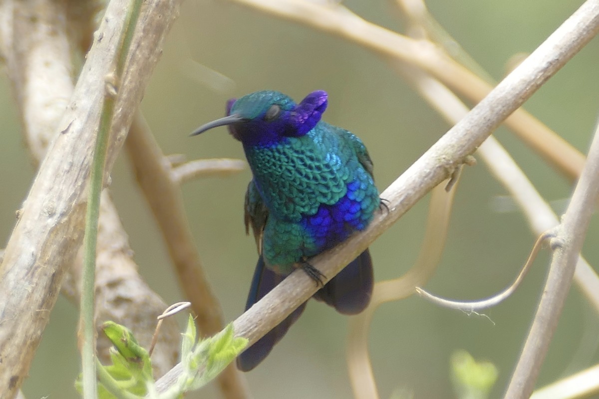 Sparkling Violetear - Peter Kaestner