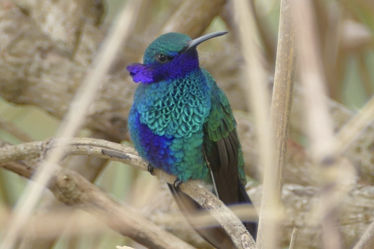 Sparkling Violetear - ML107842971