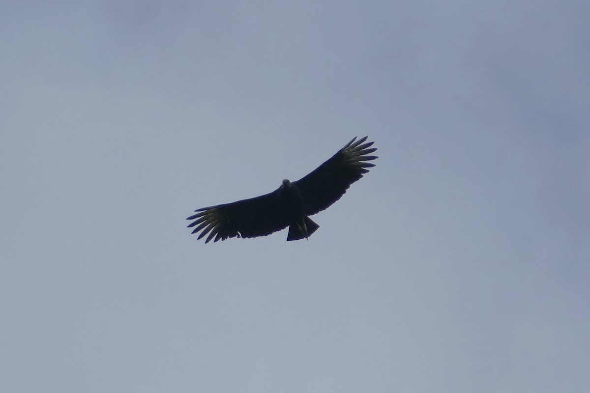 Black Vulture - Peter Kaestner