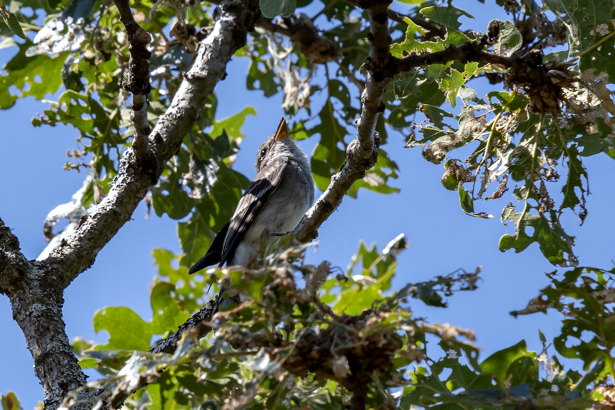 Western Wood-Pewee - ML107843501