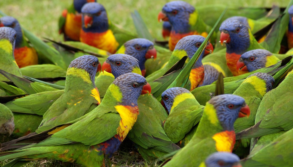 Rainbow Lorikeet - Ken Langelier