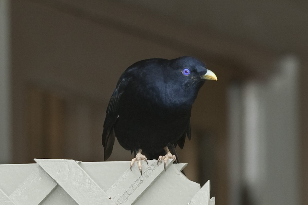 Satin Bowerbird - Ken Langelier