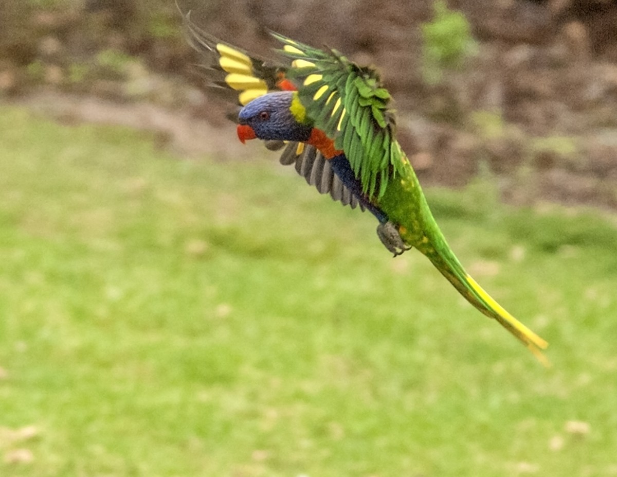 Rainbow Lorikeet - ML107844491